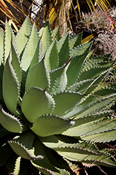 El Camaron Butterfly Agave (Agave potatorum 'El Camaron') at Lakeshore Garden Centres