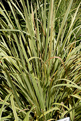 Lucky Stripe Mat Rush (Lomandra hystrix 'LMV200') at Lakeshore Garden Centres