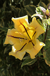 Variegated Cup of Gold Vine (Solandra maxima 'Variegata') at Lakeshore Garden Centres