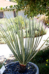 Arabian Dragon Tree (Dracaena serrulata) at Lakeshore Garden Centres
