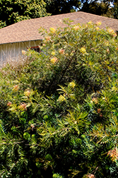 Peaches and Cream Grevillea (Grevillea 'Peaches and Cream') at Lakeshore Garden Centres