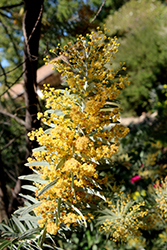 Blue Bush (Acacia covenyi) at Lakeshore Garden Centres