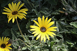 Large Marge African Daisy (Arctotis 'Large Marge') at Lakeshore Garden Centres