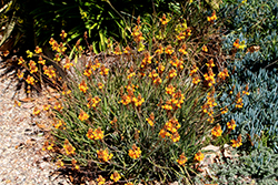 Tiny Tangerine Stalked Bulbine (Bulbine frutescens 'Tiny Tangerine') at Lakeshore Garden Centres