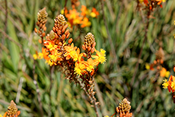 Tiny Tangerine Stalked Bulbine (Bulbine frutescens 'Tiny Tangerine') at Lakeshore Garden Centres