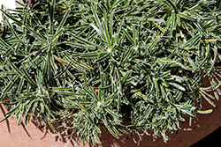 Ice Crystal Frosty Sedge (Ficinia truncata 'Ice Crystal') at Lakeshore Garden Centres