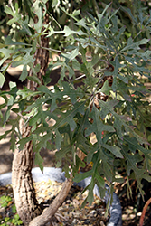 Mountain Cabbage Tree (Cussonia paniculata ssp. sinuata) at Lakeshore Garden Centres