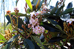 Coppertone Loquat (Eriobotrya japonica 'Coppertone') at Lakeshore Garden Centres