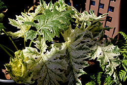 Tasmanian Angel Acanthus (Acanthus mollis 'Tasmanian Angel') at Lakeshore Garden Centres