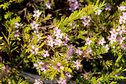 Sunset Gold Breath of Heaven (Coleonema pulchellum 'Sunset Gold') at Lakeshore Garden Centres