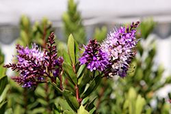 Veronica Lake Hebe (Hebe 'Veronica Lake') at Lakeshore Garden Centres