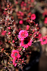 Red Damask Tea-Tree (Leptospermum scoparium 'Red Damask') at Lakeshore Garden Centres