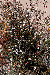 Snow White Tea-Tree (Leptospermum scoparium 'Snow White') at Lakeshore Garden Centres