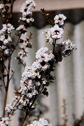Snow White Tea-Tree (Leptospermum scoparium 'Snow White') at Lakeshore Garden Centres