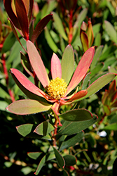 Wilson's Wonder Conebush (Leucadendron 'Wilson's Wonder') at Lakeshore Garden Centres