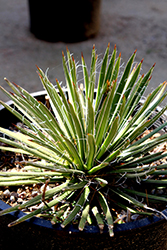 Rasta Man Twin-flowered Agave (Agave geminiflora 'Rasta Man') at Lakeshore Garden Centres
