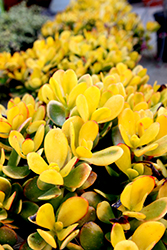 Sunset Jade Plant (Crassula argentea 'Sunset') at Lakeshore Garden Centres
