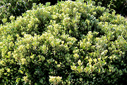 Wheeler's Dwarf Mock Orange (Pittosporum tobira 'Wheeler's Dwarf') at Lakeshore Garden Centres