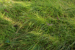 Clustered Field Sedge (Carex praegracilis) at Lakeshore Garden Centres