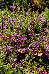 Margarita BOP Beard Tongue (Penstemon 'Margarita BOP') at Lakeshore Garden Centres