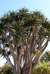 Hercules Aloe (Aloe 'Hercules') at Lakeshore Garden Centres