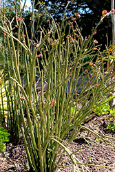Tall Slipper Plant (Pedilanthus bracteatus) at Lakeshore Garden Centres