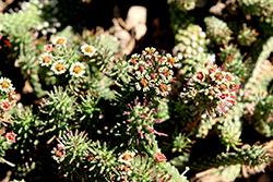 Medusa's Head (Euphorbia caput-medusae) at Lakeshore Garden Centres
