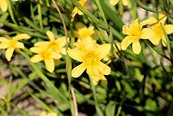Golden Blue-Eyed Grass (Sisyrinchium californicum) at Lakeshore Garden Centres