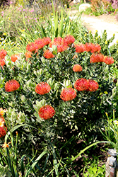 Sunrise Pincushion (Leucospermum 'Sunrise') at Lakeshore Garden Centres