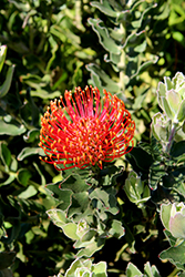 Sunrise Pincushion (Leucospermum 'Sunrise') at Lakeshore Garden Centres