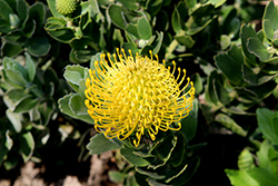 Yellow Bird Pincushion (Leucospermum cordifolium 'Yellow Bird') at Lakeshore Garden Centres