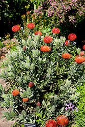 Flame Giant Pincushion (Leucospermum cordifolium 'Flame Giant') at Lakeshore Garden Centres