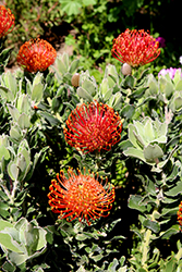 Flame Giant Pincushion (Leucospermum cordifolium 'Flame Giant') at Lakeshore Garden Centres