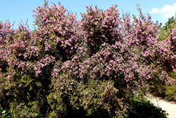 Pink Channelled Heath (Erica canaliculata 'Rosea') at Lakeshore Garden Centres
