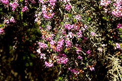Pink Channelled Heath (Erica canaliculata 'Rosea') at Lakeshore Garden Centres