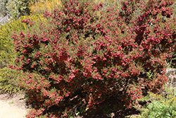 Scarlet Sprite Grevillea (Grevillea 'Scarlet Sprite') at Lakeshore Garden Centres