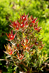 Winter Red Conebush (Leucadendron salignum 'Winter Red') at Lakeshore Garden Centres