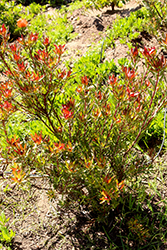 Safari Sunrise Conebush (Leucadendron 'Safari Sunrise') at Lakeshore Garden Centres