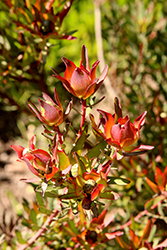 Safari Sunrise Conebush (Leucadendron 'Safari Sunrise') at Lakeshore Garden Centres