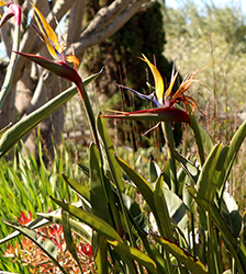 Mandela's Gold Bird Of Paradise (Strelitzia reginae 'Mandela's Gold') at Lakeshore Garden Centres