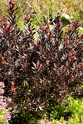 Ebony Conebush (Leucadendron 'Ebony') at Lakeshore Garden Centres