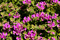 More Mesa Grande Sweet Pea Shrub (Polygala myrtifolia 'Mesa Grande') at Lakeshore Garden Centres