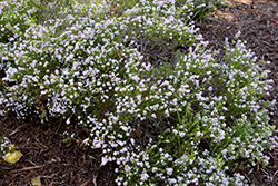Sunset Gold Breath of Heaven (Coleonema pulchellum 'Sunset Gold') at Lakeshore Garden Centres