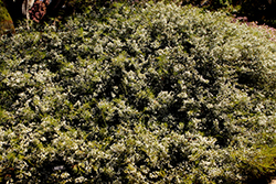 White Breath of Heaven (Coleonema album) at Lakeshore Garden Centres