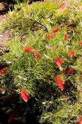 Kings Fire Grevillea (Grevillea 'Kings Fire') at Lakeshore Garden Centres