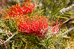 Kings Fire Grevillea (Grevillea 'Kings Fire') at Lakeshore Garden Centres