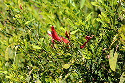 Coral Bush (Templetonia retusa) at Lakeshore Garden Centres