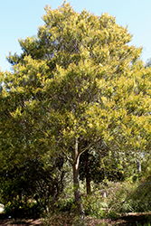 Willow Acacia (Acacia salicina) at Lakeshore Garden Centres