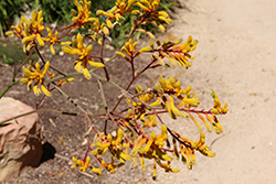 Yellow Gem Kangaroo Paw (Anigozanthos 'Yellow Gem') at Lakeshore Garden Centres