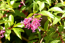 Tree Fuchsia (Fuchsia arborescens) at Lakeshore Garden Centres